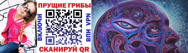 Псилоцибиновые грибы мицелий где купить Сенгилей